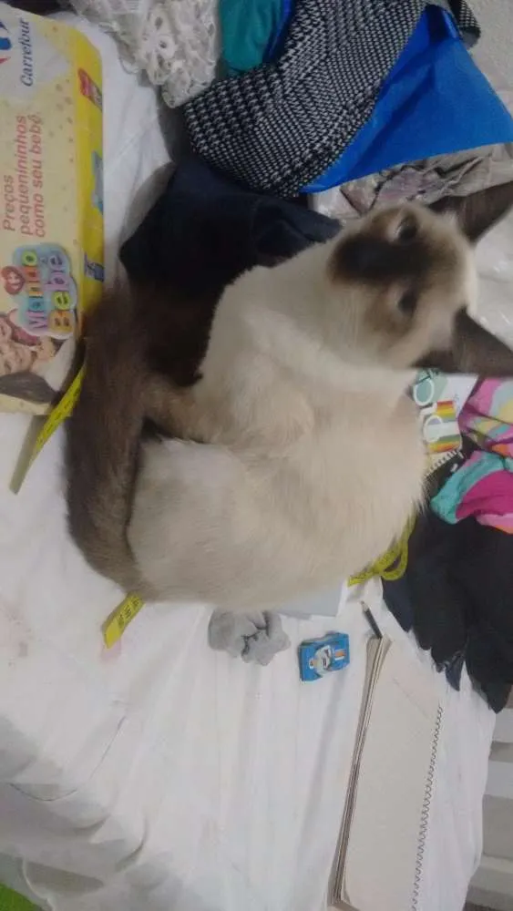 Gato ra a  idade 7 a 11 meses nome Pandora