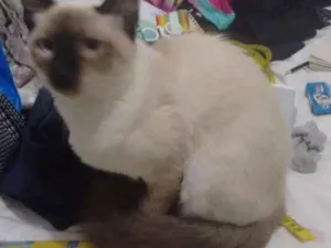 Gato raça  idade 7 a 11 meses nome Pandora