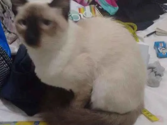 Gato ra a  idade 7 a 11 meses nome Pandora