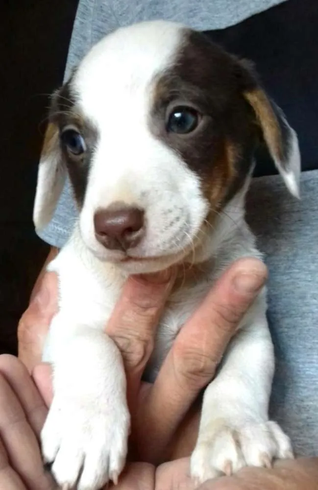 Cachorro ra a Sem raça definida idade 2 a 6 meses nome Filhotes