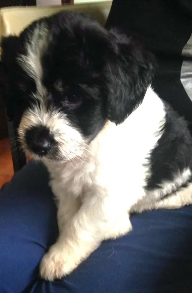 Cachorro ra a Sem raça definida idade 2 a 6 meses nome Filhotes