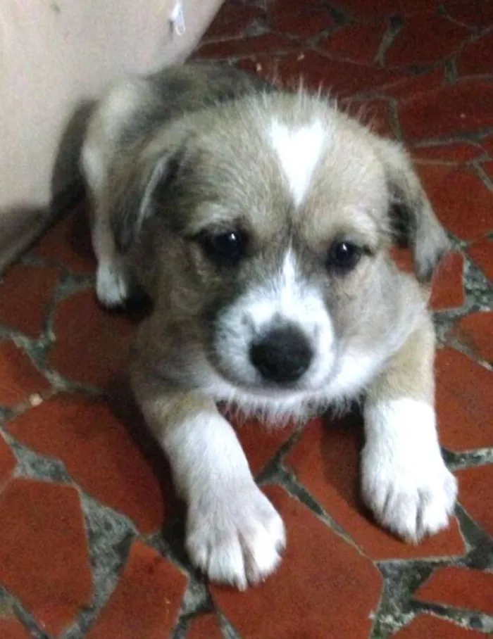Cachorro ra a Sem raça definida idade 2 a 6 meses nome Filhotes