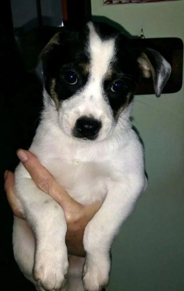 Cachorro ra a Sem raça definida idade 2 a 6 meses nome Filhotes