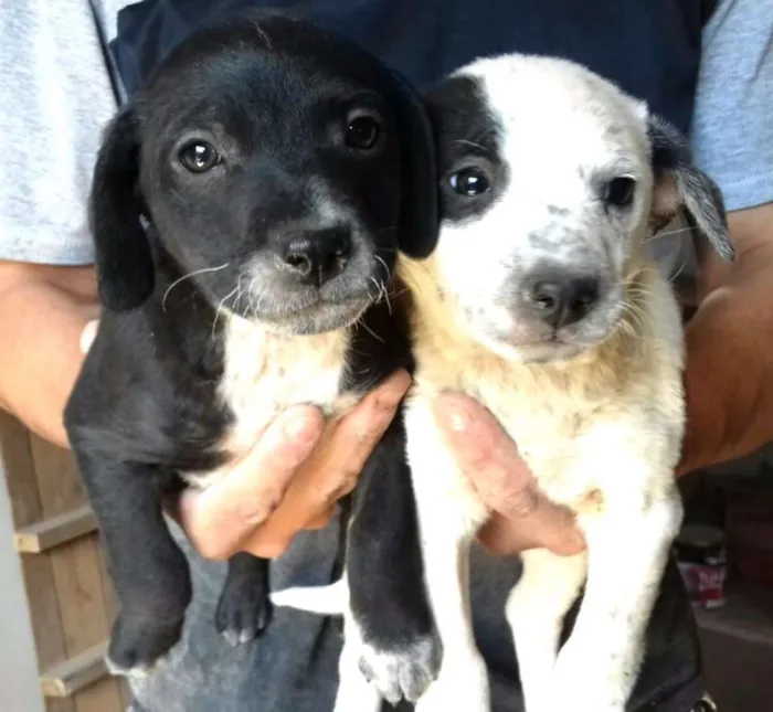 Cachorro ra a Sem raça definida idade 2 a 6 meses nome Filhotes