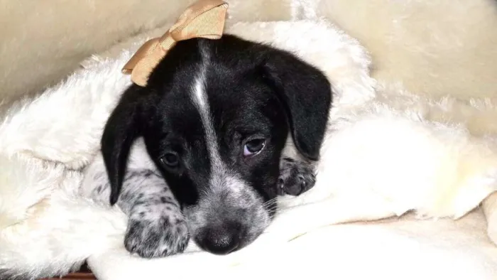 Cachorro ra a Sem raça definida idade 2 a 6 meses nome Filhotes