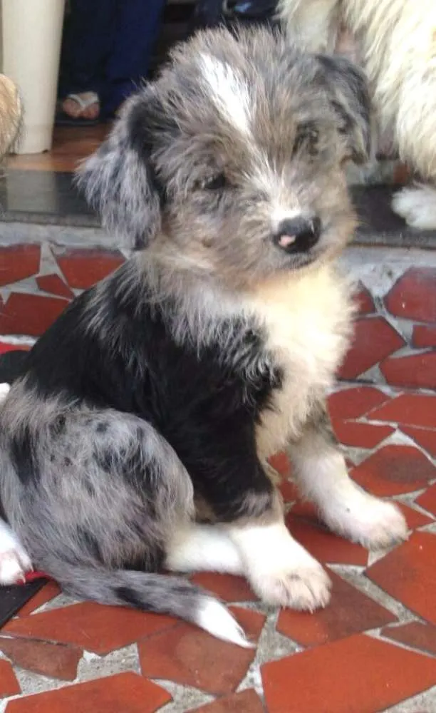 Cachorro ra a Sem raça definida idade 2 a 6 meses nome Filhotes