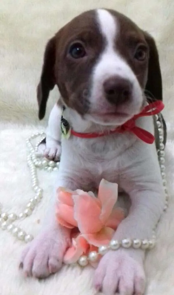 Cachorro ra a Sem raça definida idade 2 a 6 meses nome Filhotes