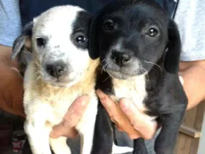 Cachorro raça Sem raça definida idade 2 a 6 meses nome Filhotes