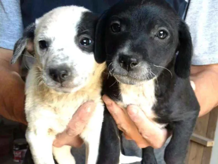 Cachorro ra a Sem raça definida idade 2 a 6 meses nome Filhotes