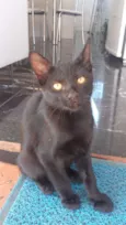 pretinho