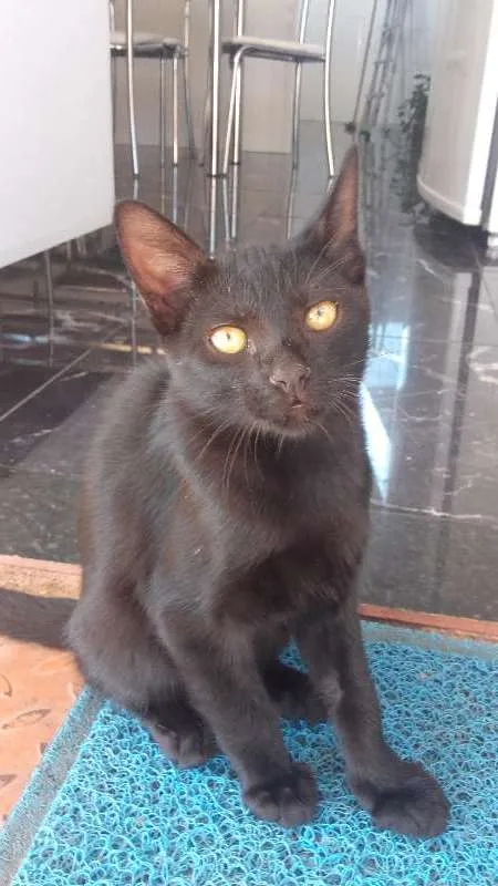 Gato raça mistiço idade 3 anos nome pretinho