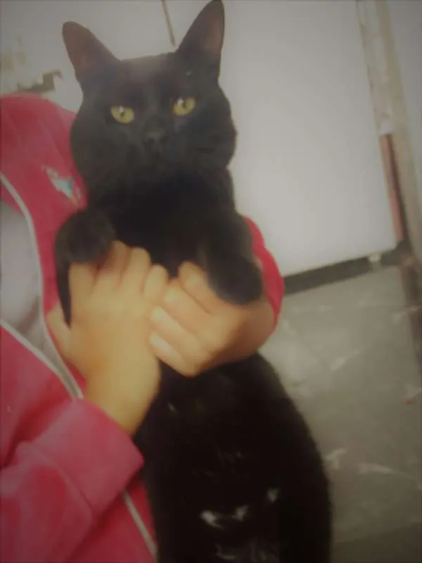 Gato raça mistiço idade 3 anos nome pretinho