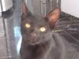 pretinho