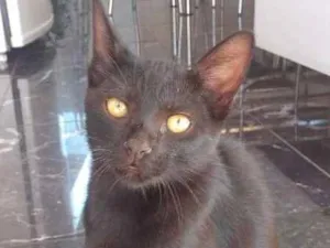 Gato raça mistiço idade 3 anos nome pretinho