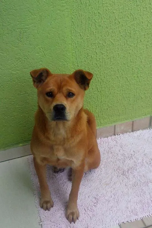 Cachorro ra a Chow Chow idade  nome Pandora
