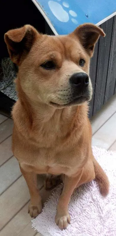 Cachorro ra a Chow Chow idade  nome Pandora