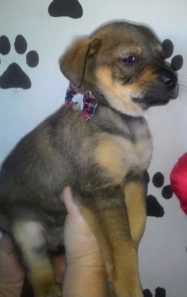 Cachorro ra a Srd  idade Abaixo de 2 meses nome Megan