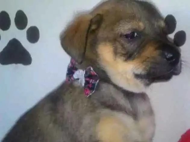 Cachorro ra a Srd  idade Abaixo de 2 meses nome Megan