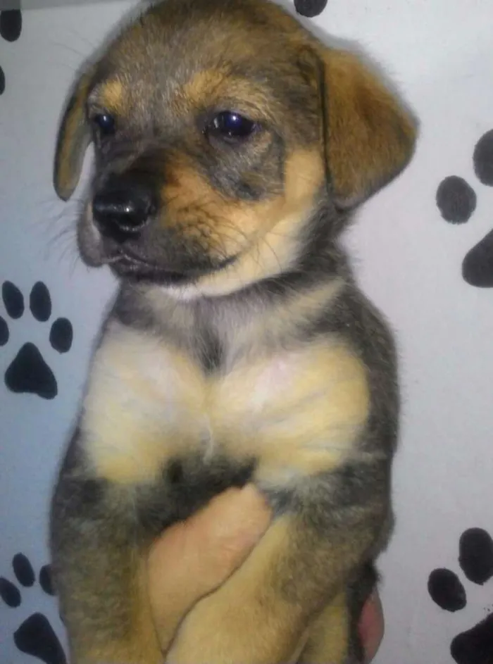 Cachorro ra a Srd  idade Abaixo de 2 meses nome Megan