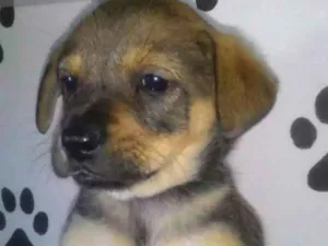 Cachorro raça Srd  idade Abaixo de 2 meses nome Megan