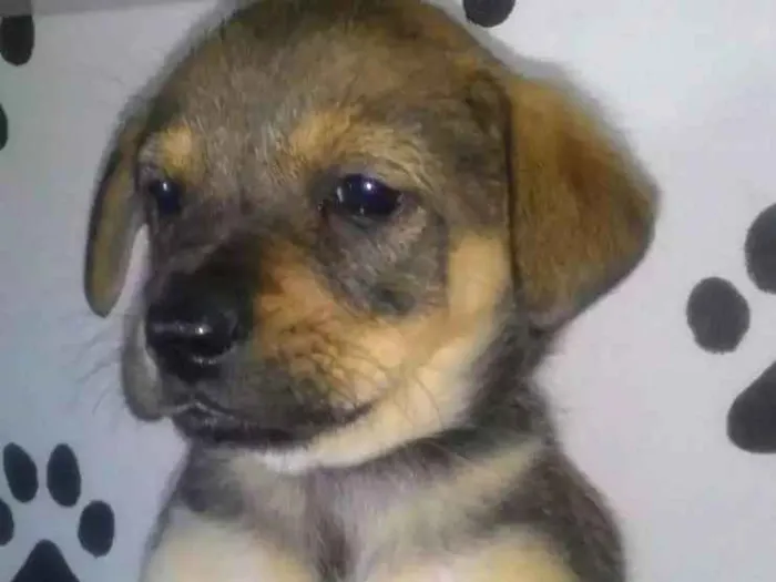 Cachorro ra a Srd  idade Abaixo de 2 meses nome Megan