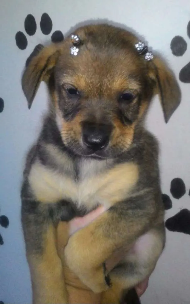 Cachorro ra a Srd  idade Abaixo de 2 meses nome Megan