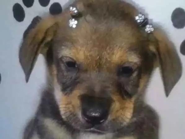 Cachorro ra a Srd  idade Abaixo de 2 meses nome Megan