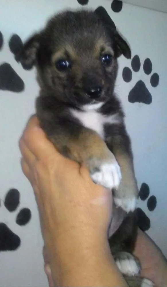 Cachorro ra a Srd  idade Abaixo de 2 meses nome Rony 