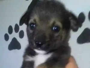 Cachorro raça Srd  idade Abaixo de 2 meses nome Rony 