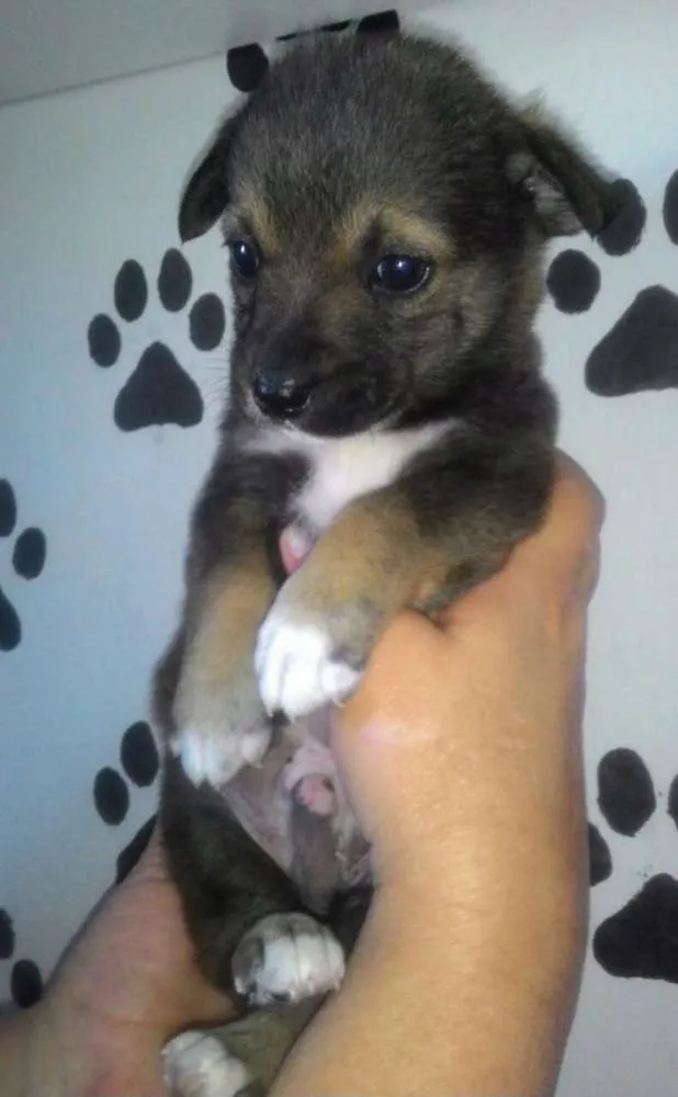 Cachorro ra a Srd  idade Abaixo de 2 meses nome Rony 
