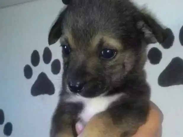 Cachorro ra a Srd  idade Abaixo de 2 meses nome Rony 