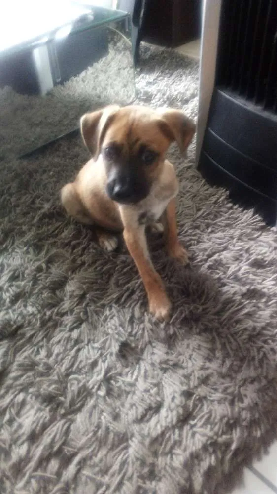 Cachorro ra a Vira lata idade  nome Sem nome
