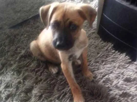 Cachorro ra a Vira lata idade  nome Sem nome