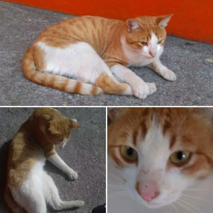Gato ra a SRD idade 7 a 11 meses nome Sem nome