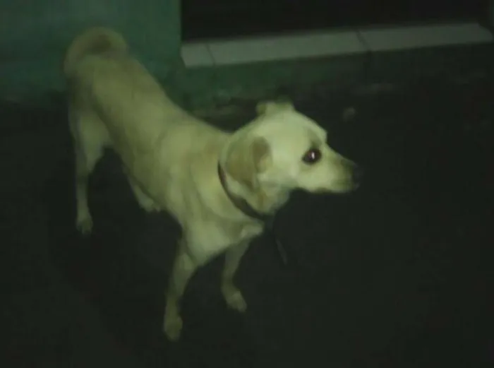 Cachorro ra a viralata idade 2 anos nome Sakura