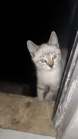 resta apenas um