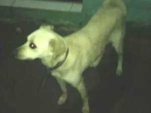 Cachorro raça viralata idade 2 anos nome Sakura