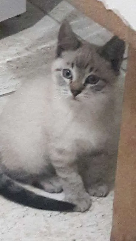 Gato ra a mestiço idade Abaixo de 2 meses nome resta apenas um