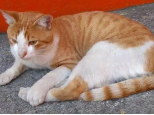 Gato ra a SRD idade 7 a 11 meses nome Sem nome