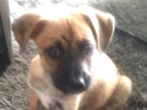 Cachorro raça Vira lata idade  nome Sem nome