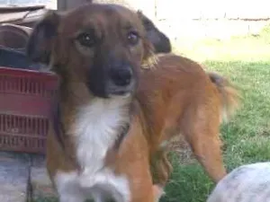 Cachorro raça Mestiço idade 1 ano nome bethovem
