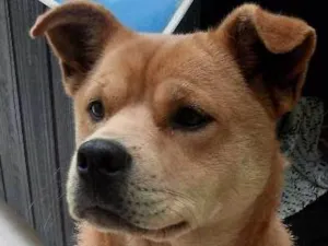 Cachorro raça Chow Chow idade  nome Pandora