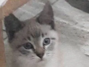 Gato raça mestiço idade Abaixo de 2 meses nome resta apenas um
