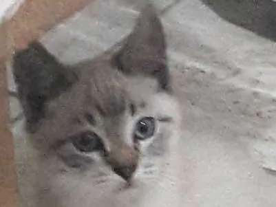 Gato ra a mestiço idade Abaixo de 2 meses nome resta apenas um