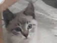 resta apenas um