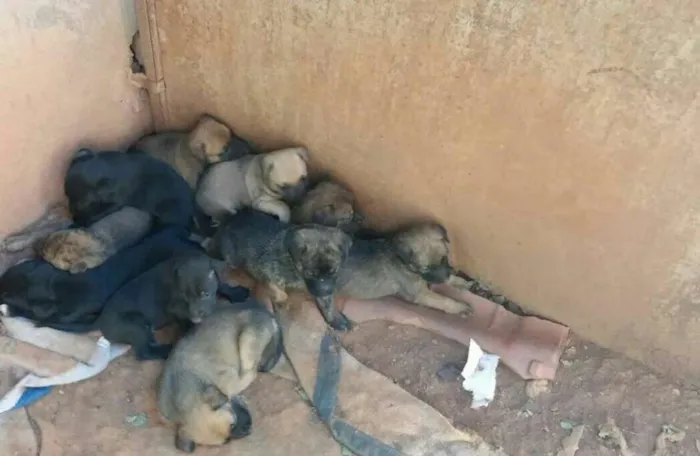 Cachorro ra a  idade Abaixo de 2 meses nome Filhotinhos