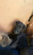 Filhotinhos