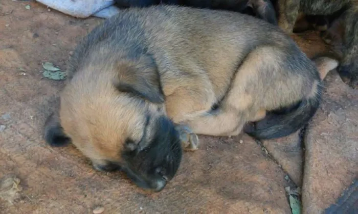 Cachorro ra a  idade Abaixo de 2 meses nome Filhotinhos