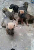 Filhotinhos
