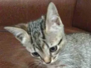 Gato raça SRD idade Abaixo de 2 meses nome Sem nome